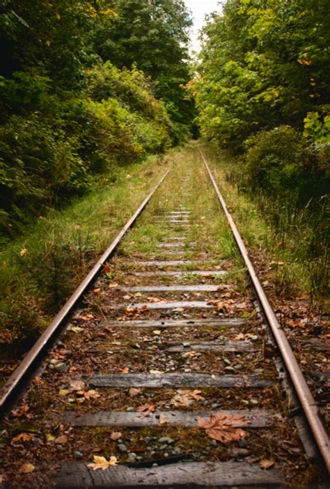 Tracks Nature Conquers All Qualicum Beach Bc Photo By Zoey Thompson Source