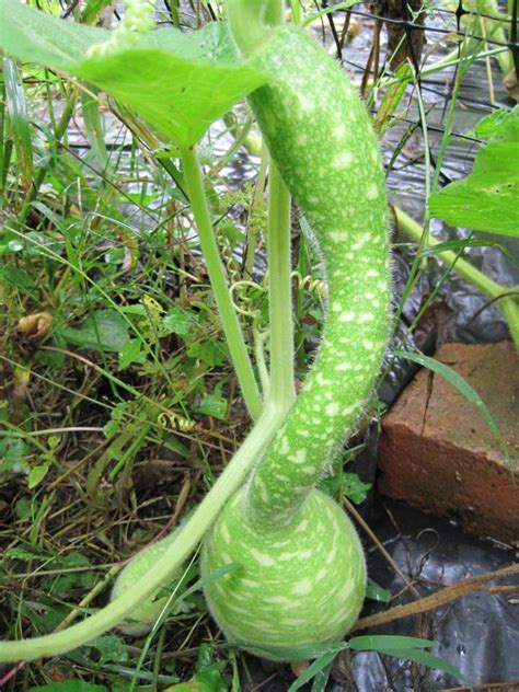 Gourds Types Of Gourds Growing Gourds Curing And More The Old
