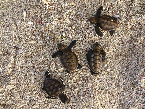 Camping With Baby Turtles Lisamckaywriting