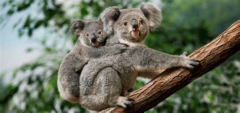 Four Ways To Celebrate Wild Koala Day Australia