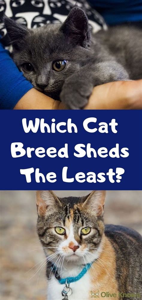 One reason is that the number of humans who have contracted the virus is so in the new experimental work, scientists inserted pipettes in the nasal cavities of cats and dogs to give them the virus. Which Cat Breed Sheds The Least? | Cat breeds, Cats, Cat ...