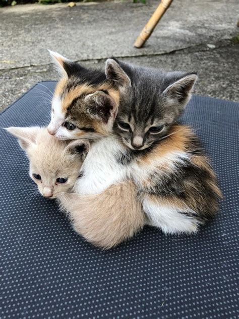 three kittens hugging r aww