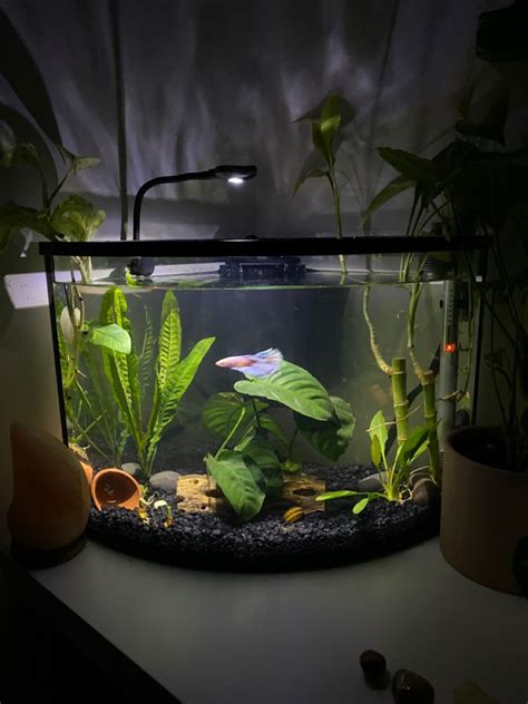 Betta Tank Mates The 10 Best Companions For Your Betta Fish Artofit