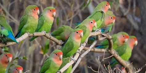 Parrots Of Africa 6 Parrot Species To Spot In Africa ️