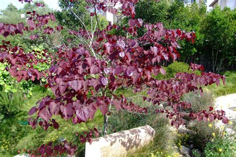 Cercis Canadensis Forest Pansy