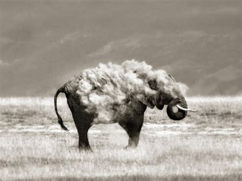 Mind Blowing Wildlife Photography For Your Inspiration Fine Art And You