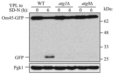 Monitoring Mitophagy In Yeast The Om45 GFP Processing Assay