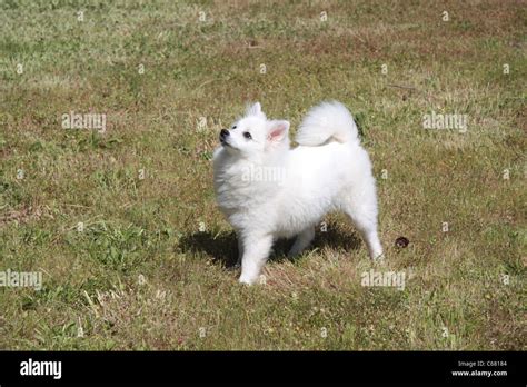 Miniature American Eskimo Dog At 5 Months Stock Photo Alamy