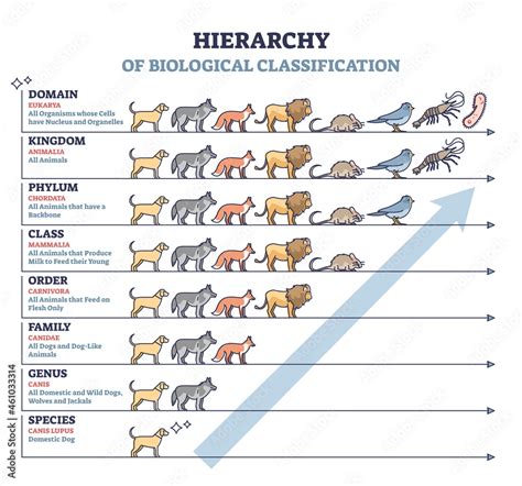 Classification Of Living Things As Biological Hierarchy Outline Diagram Labeled Educational