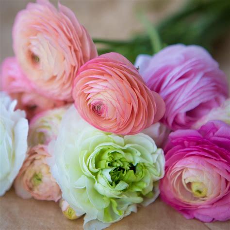 Ranunculus Tecolote Pastel Collection 20 Corms Ships Fall Etsy