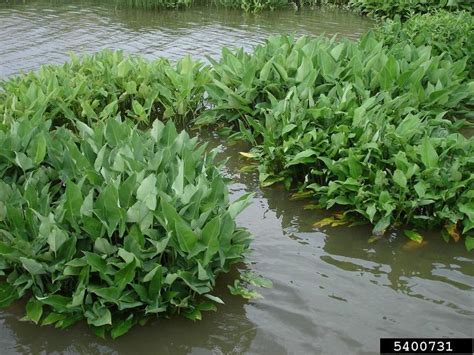 It is common in central florida including the everglades and along the gulf coast. arrow-arum, Peltandra virginica (Arales: Araceae) - 5400731