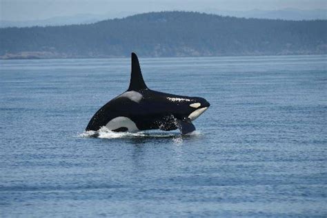 Bc Study Finds Endangered Southern Resident Killer Whales Arent