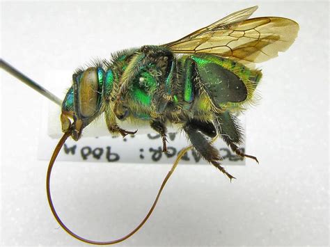 Pin Auf Entomologia