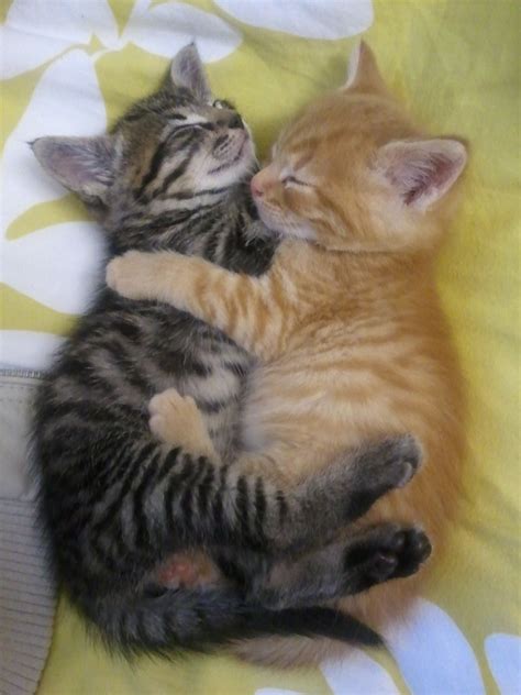 Hugging Kittens Yelena Keyzman Flickr