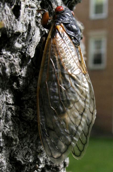A Loud Month For Sure Us Awaits Huge 17 Year Cicada Hatch The