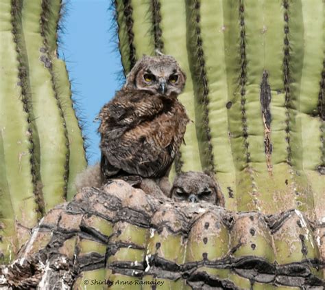 Owlets In Nest In Saguaro Arizona Desert Nature Photography By