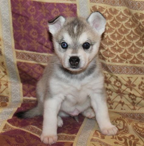 Yorkie puppies only seeking the very best of homes. Adopt an Alaskan Klee Kai Puppy - Oregon & California ...
