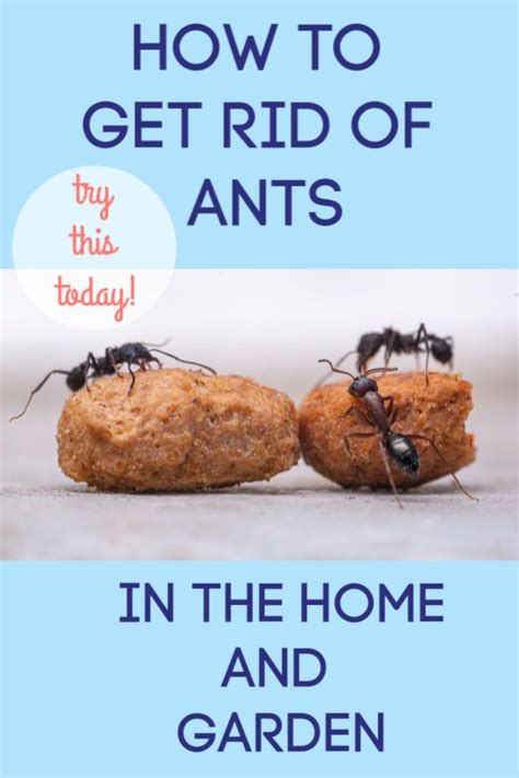 Discovering ants in your home can be frustrating and disheartening. DIY Ant Trap in 2020 | Kill ants, Ants, Get rid of ants