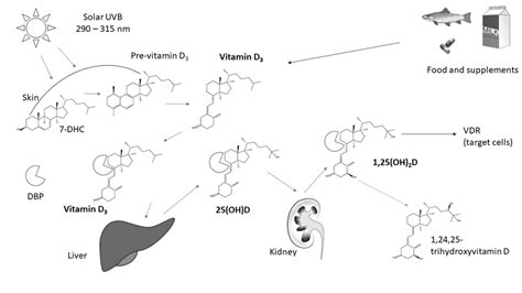 a simplified illustration of the vitamin d metabolism under download scientific diagram