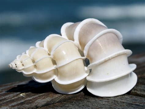 7 Rare Seashells Found On Sanibel Island And 7 Common Shells