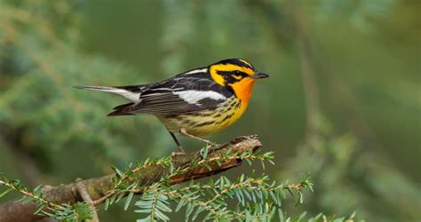 Blackburnian Warbler Identification All About Birds Cornell Lab Of
