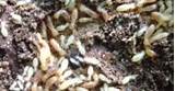 Talstar Termite Treatment Pictures