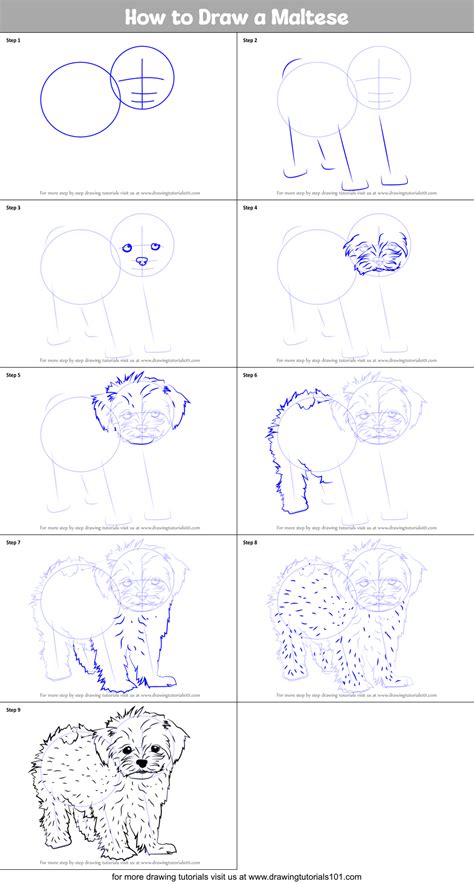 How To Draw A Maltese Printable Step By Step Drawing Sheet
