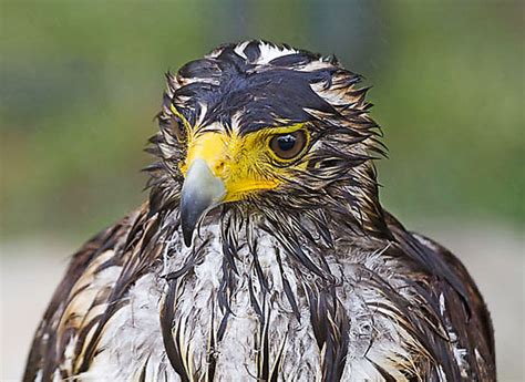Hawk Eagle 1 Photo South Africa