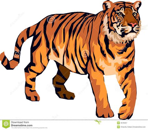 Tiger Angry Stock Illustration Illustration Of Tiger