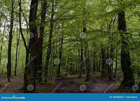 Curved Soil Paths In The Spring Deciduous Forest Stock Image Image Of