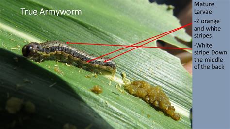 True Armyworm Aka Common Armyworm Pseudaletia Unipuncta In Field Corn