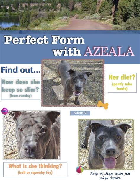 Ghost stories told by lantern light add an engaging twist to your average walking tour. Azeala is a beautiful, 3 year old, girl, pity mix. She's ...