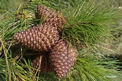 Pinus pinaster (Maritime pine)