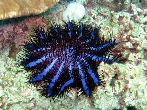 Crown Of Thorns Starfish L Incredible Adaptation Our Breathing Planet