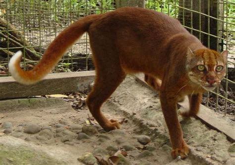 Bay Cat One Of The Worlds Most Rare Caught On Camera In Borneo