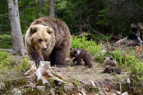 Bear Cub Stock Photo Containing Wildlife And Cub High Quality Animal