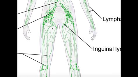 Basics And Structures Of The Lymphatic System Youtube