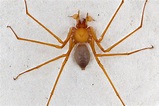 Ecco il ragno con gli artigli: abita nelle caverne dell'Oregon - Focus.it