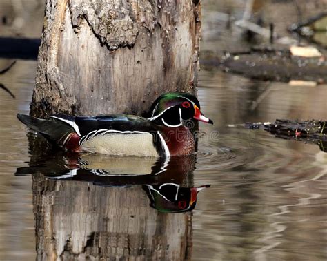 Beautiful Male Wood Duck Next To Flooded Tree Stock Photo Image Of