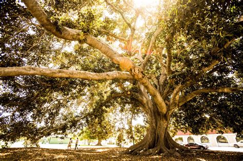 Fig, divine fruit - Medio Oriente e Dintorni