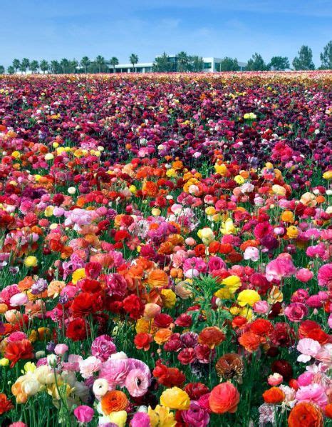 Saidali Rushisvili Field Of Flowers California The Ultimate Southern