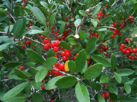 Yaupon Holly Texas Gardening Red Berries Plants