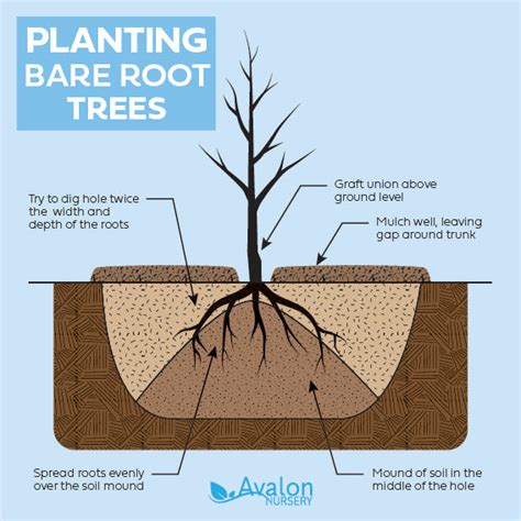 Planting Bare Root Avalon Nursery
