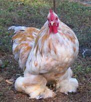 Image result for Bantam Chickens