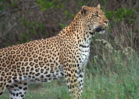 African animals facts photos and videos.africa is a wonderland for animal lovers, and a schoolroom for anyone who wants to learn about nature, beauty and a few more african animal facts. Awesome Native Animals You Must See In South Africa
