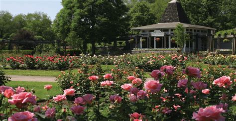 If you are looking for the paper version, click here. A beautiful new rose garden is opening near Toronto this ...