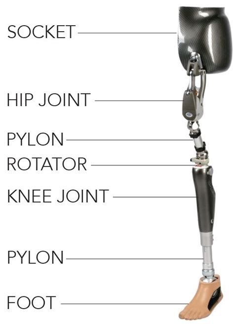 What Makes Up A Prosthesis Components Lower Extremity Innovative