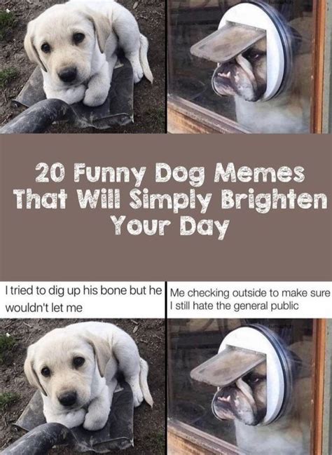 20 Funny Dog Memes That Will Simply Brighten Your Day