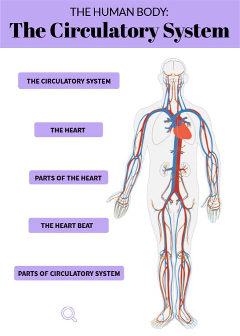 Circulatory System Diagram And Functions