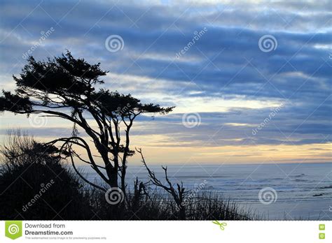 Windswept Trees Silhouetted Against A Cloudy Sunset At The Beach Stock